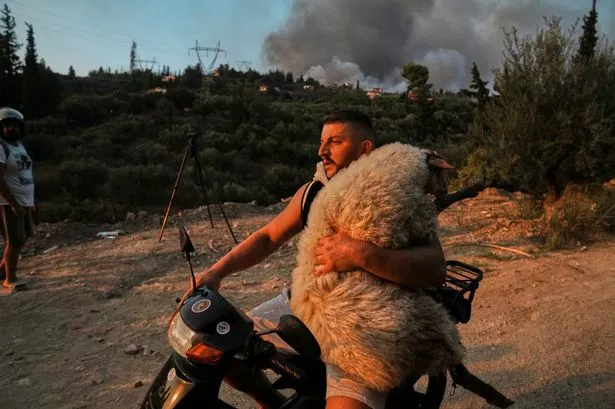 man carrying sheep away from fire