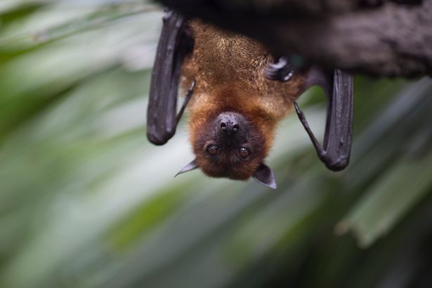 bat