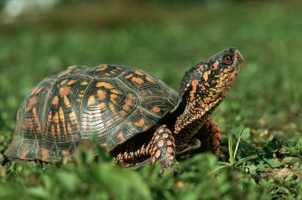 Some of the turtles were of the colourful Eastern Box breed