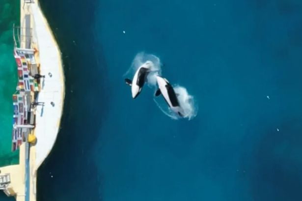 A photo of the orcas