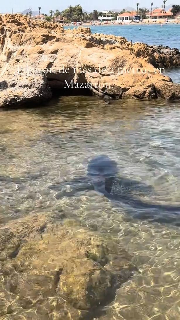 Onlookers gathered on the sand and filmed the marine animal with their phones.