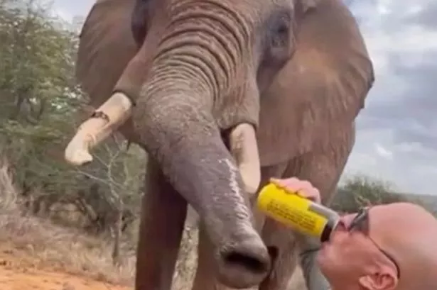 Tourist pouring beer down elephant