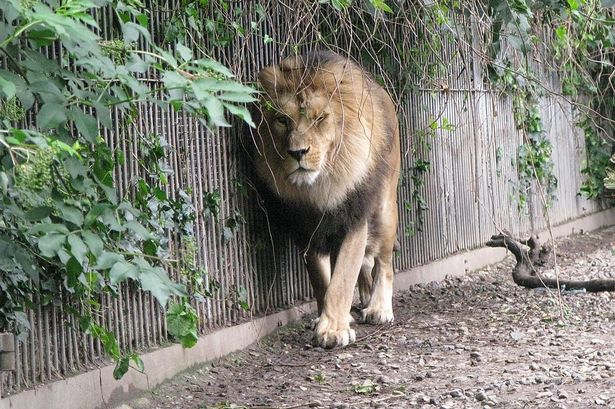 Lion at Aalborg Zoo