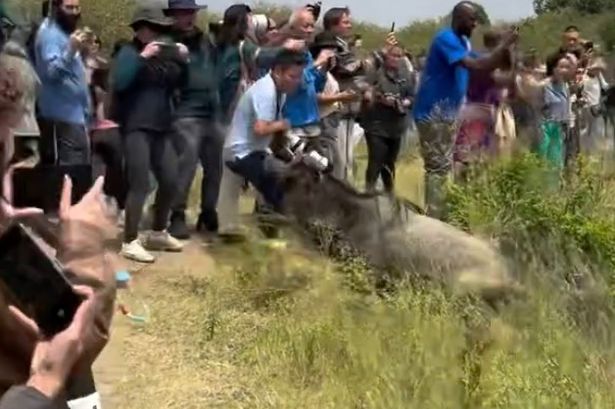 Tourists were seen blocking the wildebeest