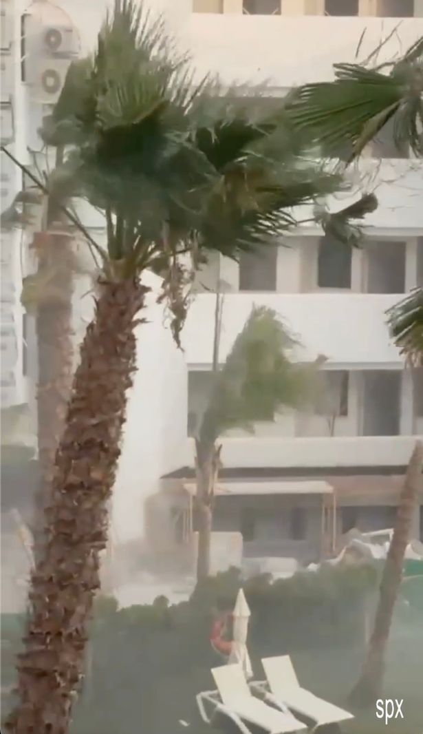 A tree is swept in hurricane-force winds