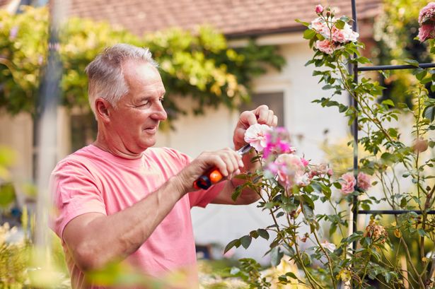 Retired man pruning roses on trellis arch in garden at home