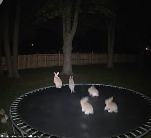 A video of rabbits bouncing on a trampoline has gone viral on social media with over 229 million views. However, it has now been revealed that the video is an AI-generated hoax