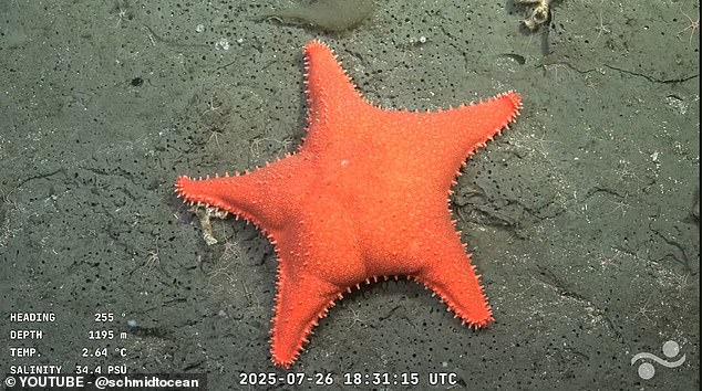 The sea star features two bumps which bear an uncanny resemblance to a human bottom, sparking hilarity online