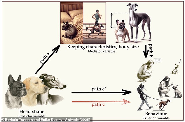 Researchers say that short-nosed dogs like pugs, French bulldogs, Boston terriers, and Cavalier King Charles spaniels have behavioural traits that make them bad choices for first-time pet owners