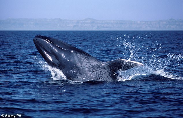 Blue whales are falling silent off California’s coast, and scientists fear it’s a warning sign the ocean is in deep trouble