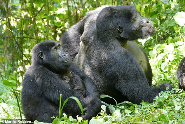 The size difference of a female (with an infant), and a male mountain gorilla in Bwindi Impenetrable National Park, Uganda. Despite the difference, females won one in four conflicts and overpowered a quarter of non-alpha males