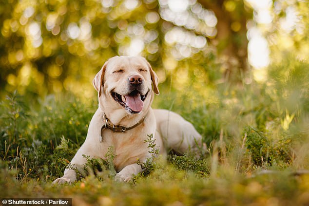 You might think your dog looks happy, but if they appear to be