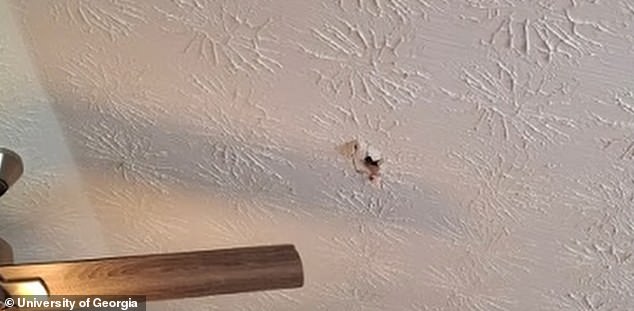The meteorite shot through a man