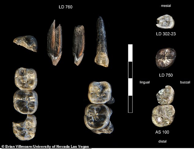 Arizona State University researchers found 13 teeth in Africa which appear to belong to a previously unknown species of early humans