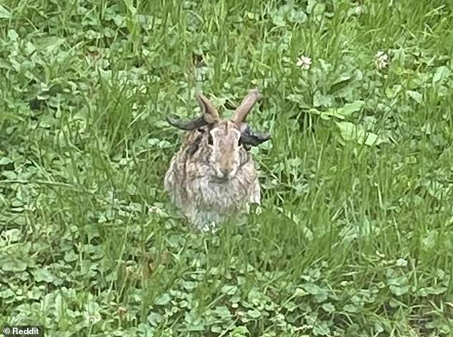 In July, a resident in Minnesota posted an image of a local rabbit infected with cottontail papilloma virus