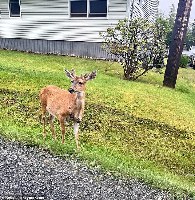 A Reddit user posted images of a deer covered in cutaneous fibromas on August 8