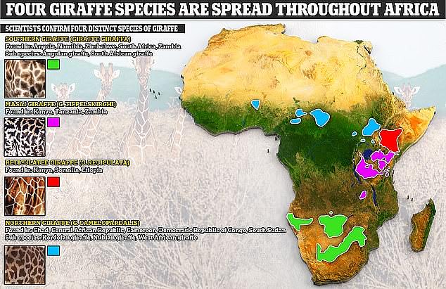 Until now, the giraffe has been classified as a single species, with nine subspecies. However, the IUCN has now evaluated extensive genetic data - confirming that there are actually four distinct species