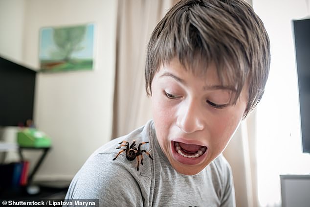 The thought of finding a spider crawling around the house might send shivers down your spine. But help is at hand, as an expert has revealed a surprisingly simple way to cure your spider phobia (stock image)