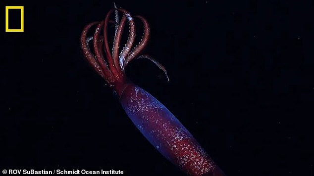Scientists have captured the first ever video of the elusive Antarctic gonate squid, 7,060 feet (2,152 metres) beneath the freezing Southern Ocean