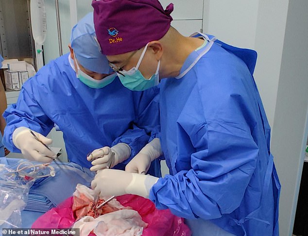 The genetically modified pig lung remained viable and functional over a period of nine days. Pictured, dissection of surrounding tissues from the trachea