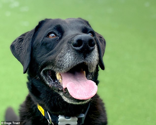 The latest Dogs Trust National Dog Survey polled over 340,000 people and their 423,000 dogs to find the country