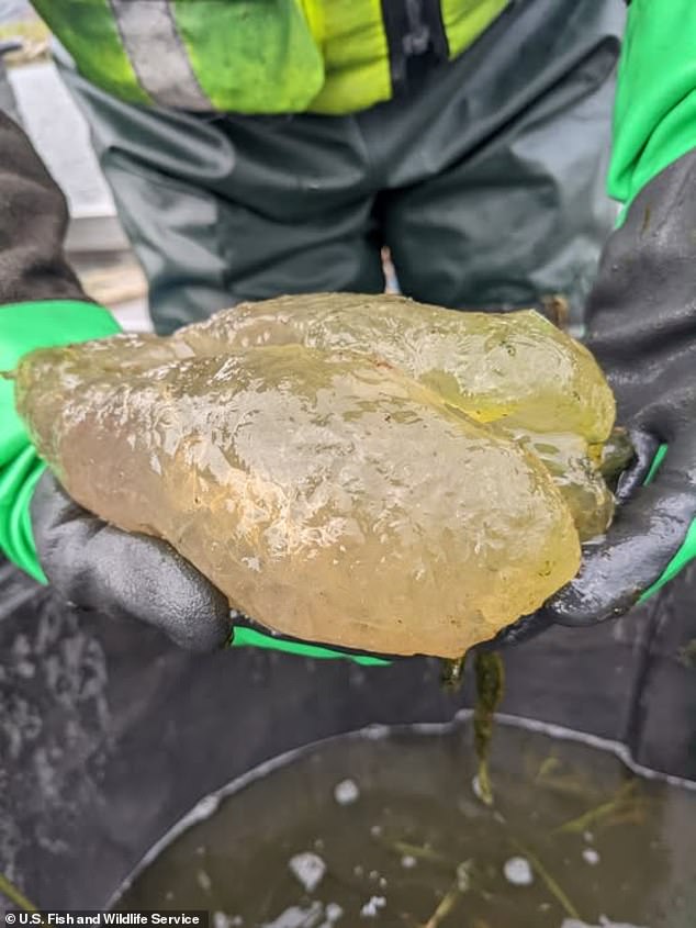 Wildlife officials have revealed that the strange blobs seen in US waterways is the harmless magnificent bryozoan
