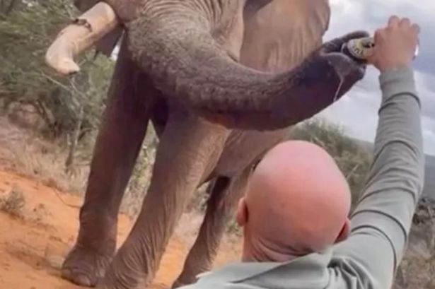 The tourist was filmed putting beer down an elephant
