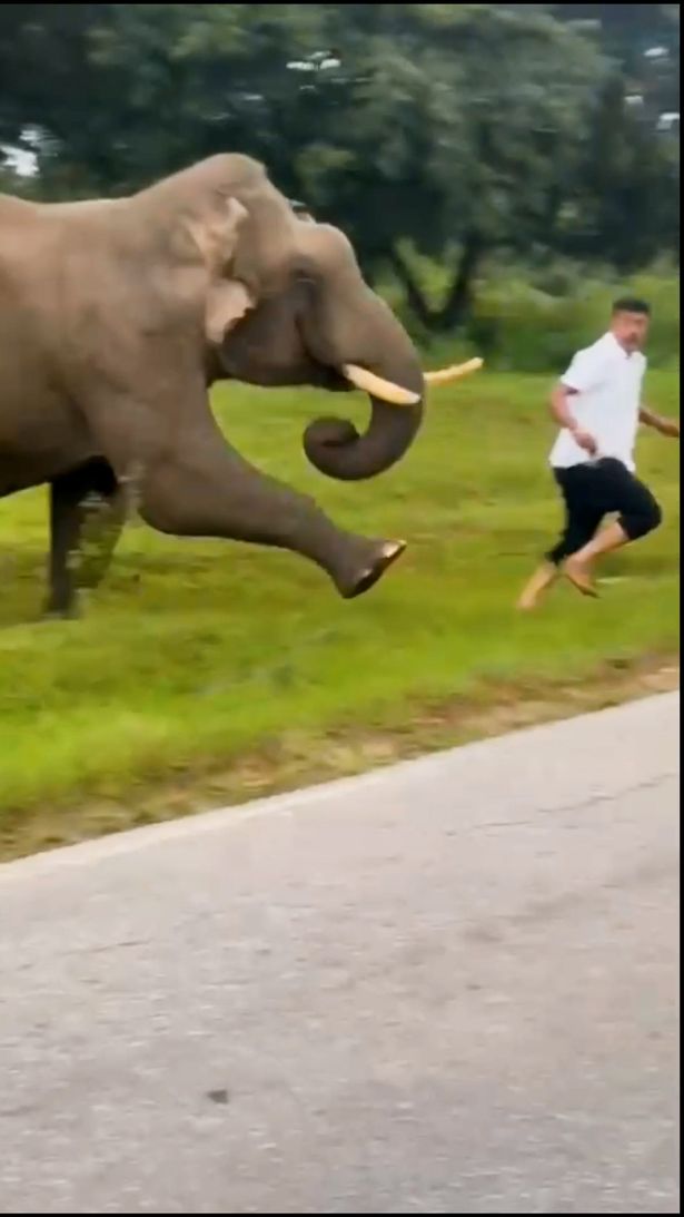 This is the terrifying moment a bungling tourist was trampled by an elephant