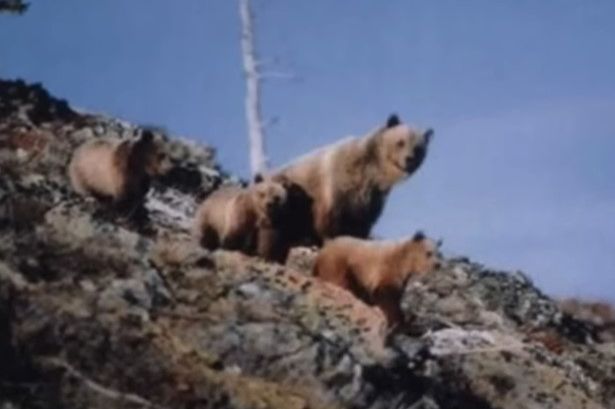 Bears