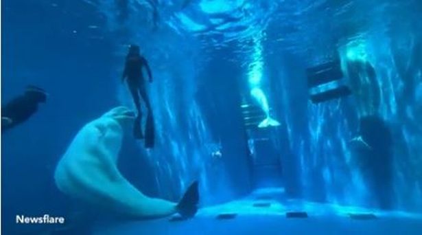 The whale lunged at the divers