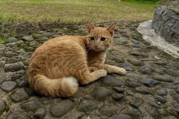 Alysha touched stray cats while on holiday