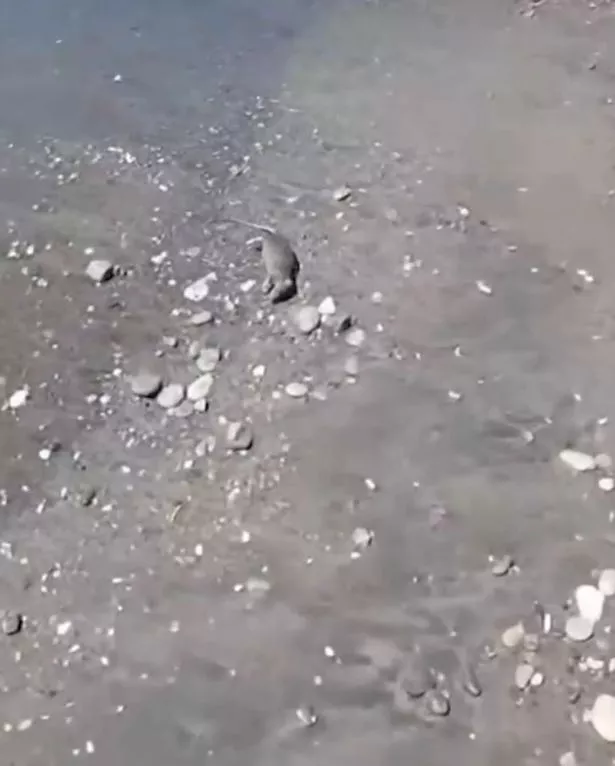 Rats
