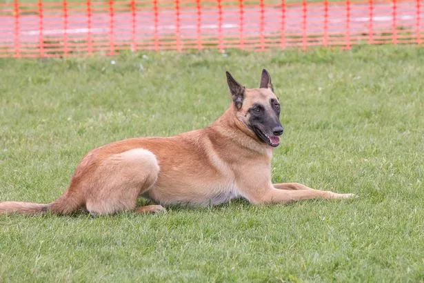 Malinois dog