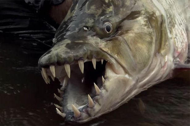 DEADLY: The goliath tigerfish has been known to attack crocodiles