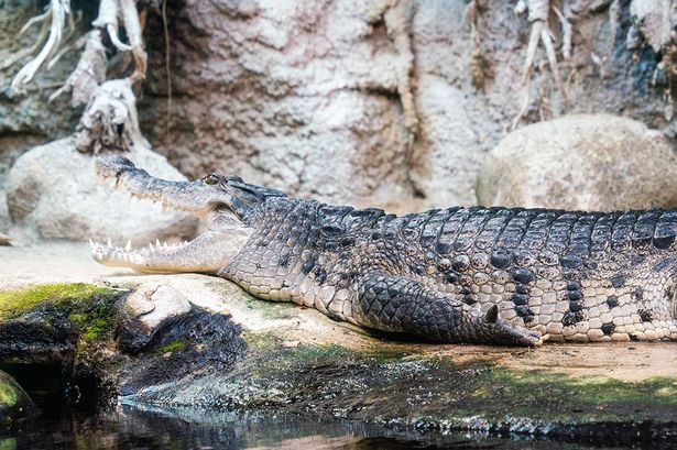 The zoo said it will gently euthenise healthy pets