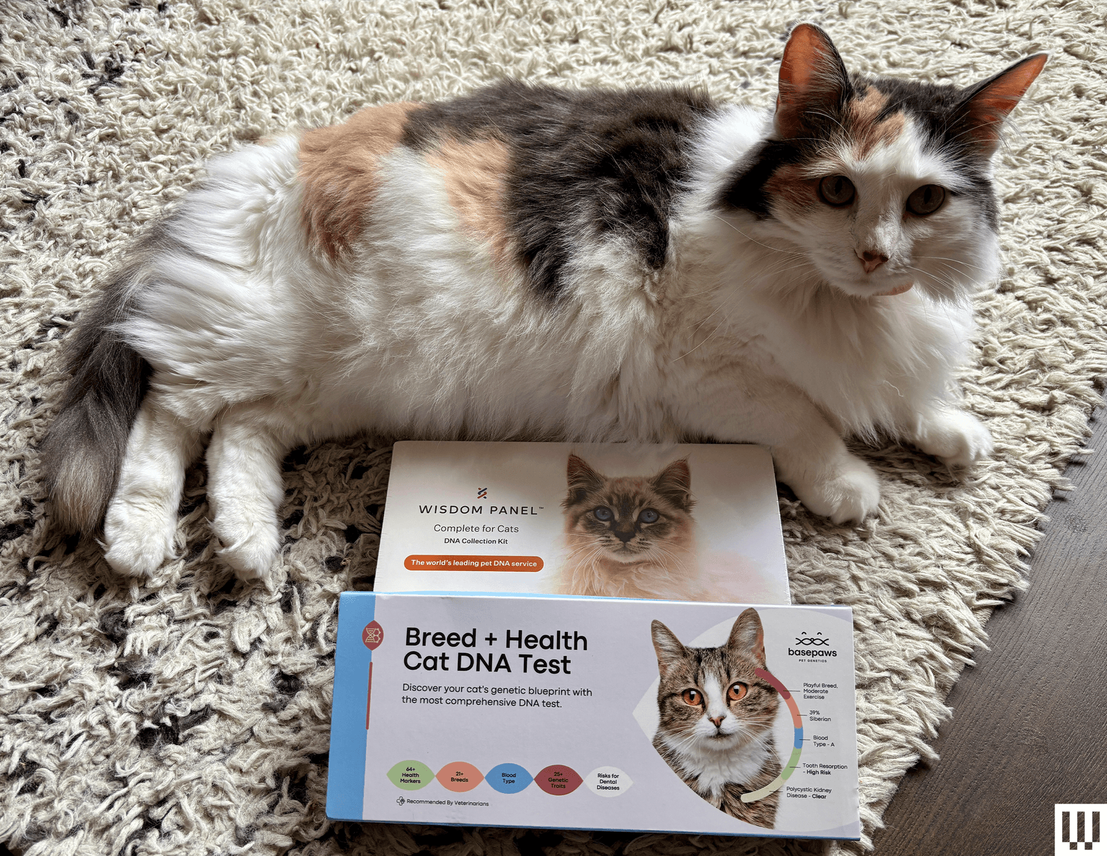 Image may contain Advertisement Poster Animal Cat Mammal Manx and Pet