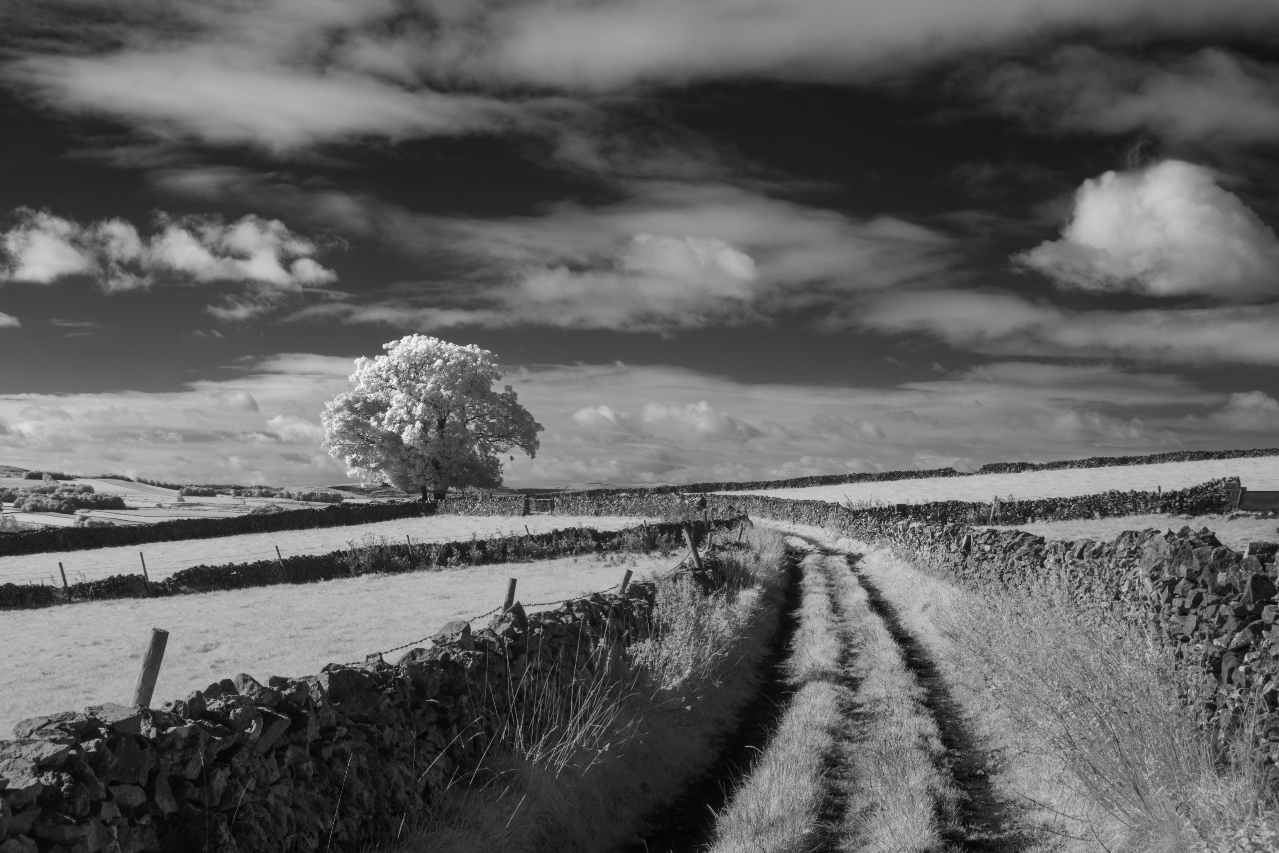 A photo taken on an infrared camera