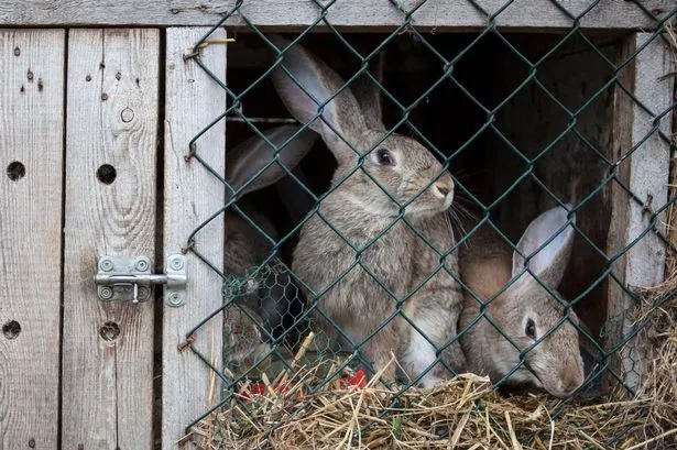One pet owner donated her rabbit to a zoo after it made a controversial plea