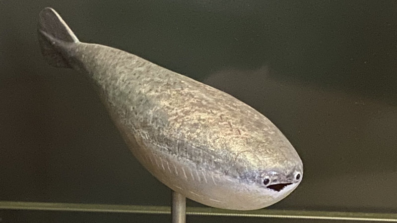 Sacabambaspis