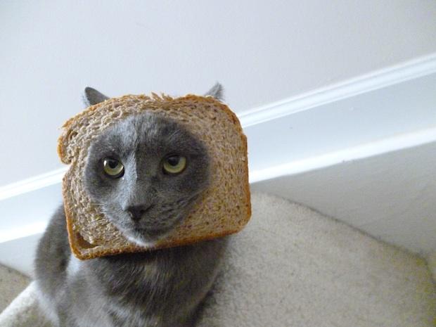a21.jpg in bread cat
