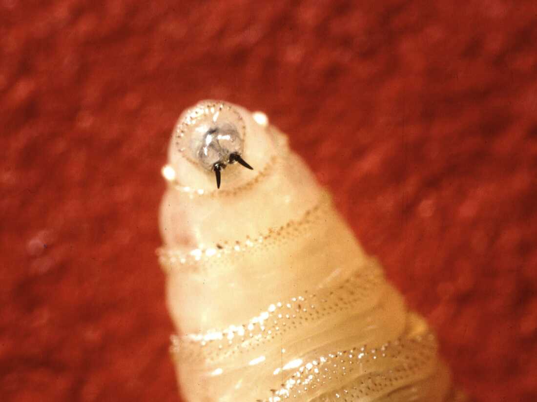 Close-up of a New World screwworm larva.