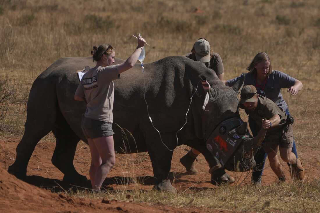 A sedated rhino is being prepared before a hole is drilled into its horn and isotopes carefully inserted, at a rhino orphanage in Mokopane, South Africa, Thursday, July 31, 2025.