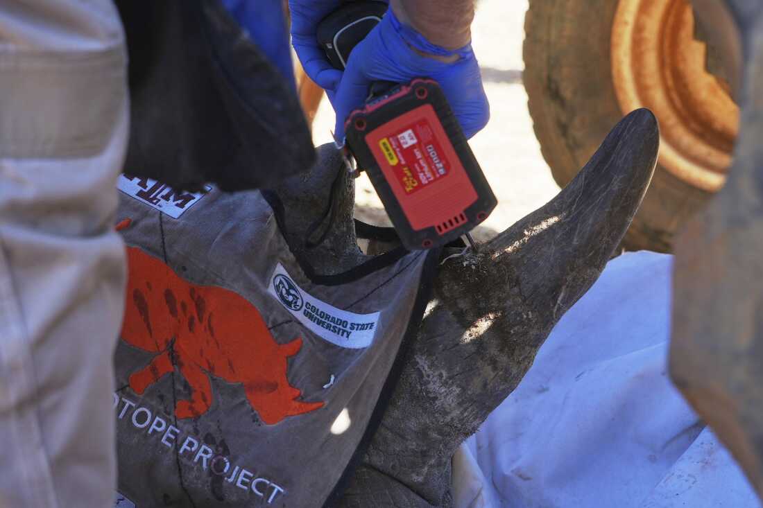 Professor James Larkin drills a hole into a rhino's horn to inject radioactive isotopes, at a rhino orphanage in Mokopane, South Africa, Thursday, July 31, 2025.