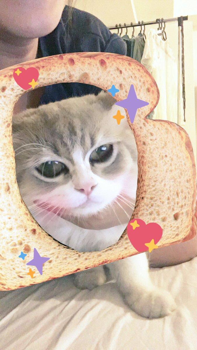 Snapchat Filter on a Cat "source":https://twitter.com/ariellecarpio/status/750322229171281920/photo/1?ref_src=twsrc%5Etfw