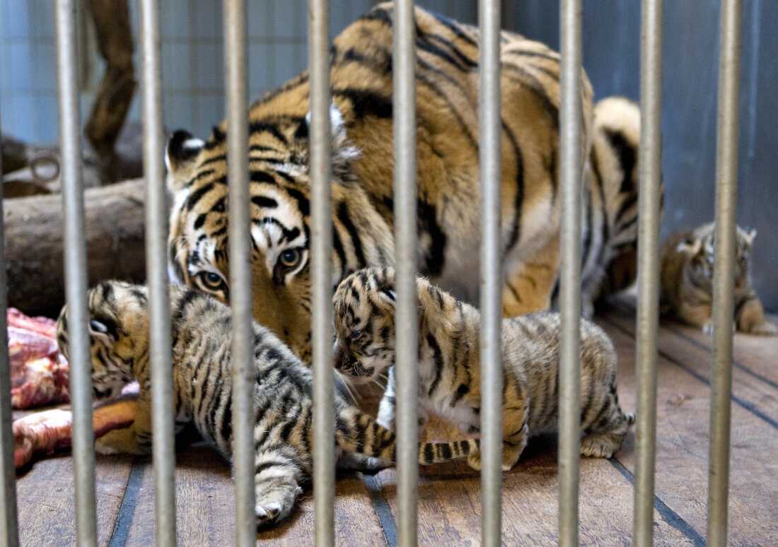 Gara, a Siberian tiger, cares for her newborn cubs at the Aalborg Zoo in Denmark in 2008.
