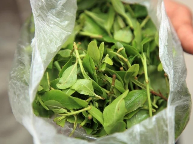 greece seizes record amount of narcotic leaf