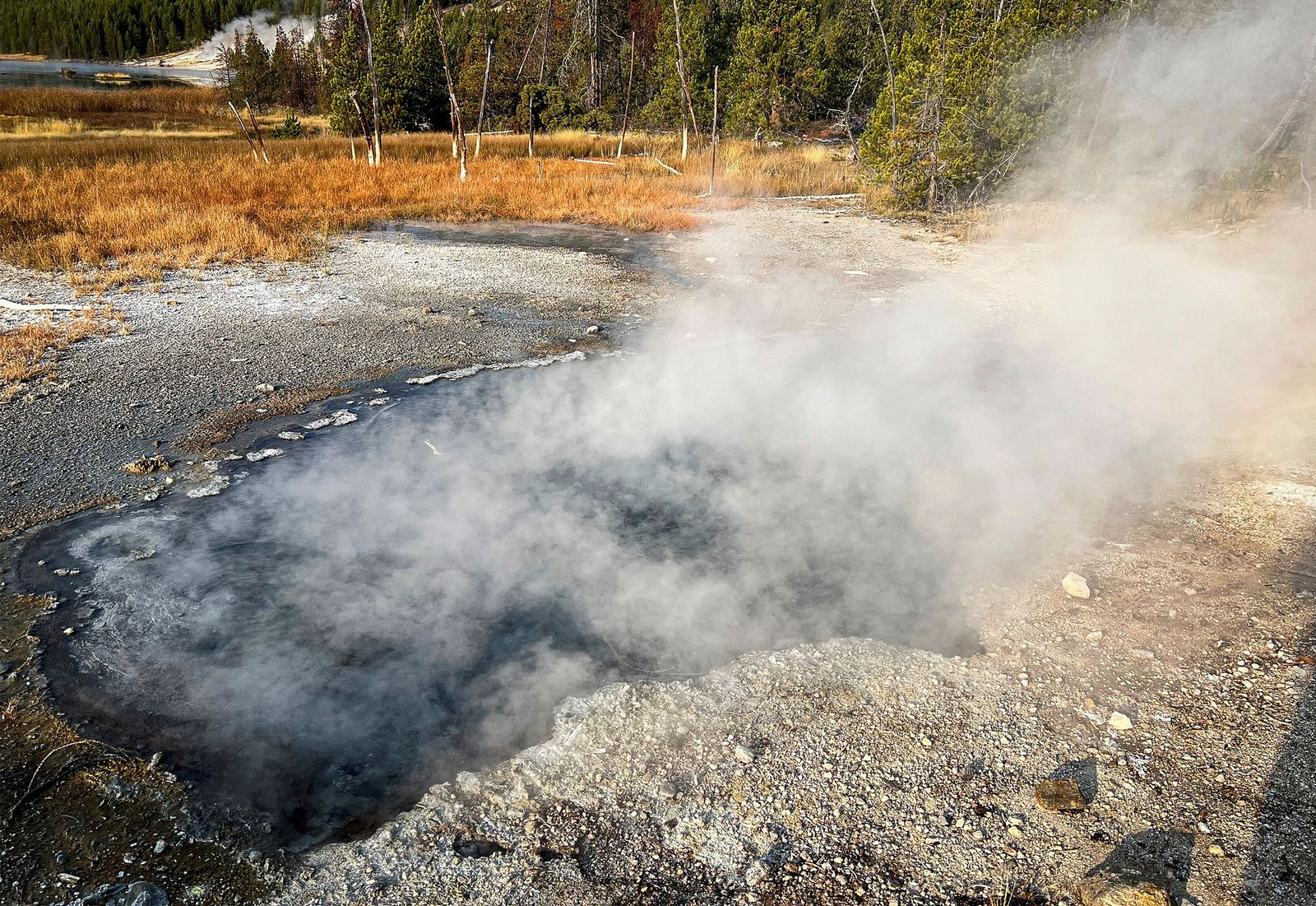 In the thermal spring Roadside West in Yellowstone National Park researchers isolated an unusual microbe from the...