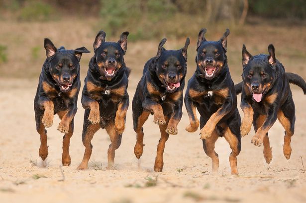 The Rottweilers attacked