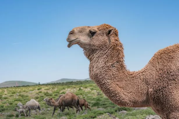Camels graze in the region between Ovabag in Diyarbakir