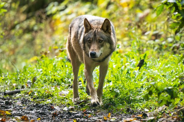 The mum had eight of the wolf hybrids as pets (stock photo)